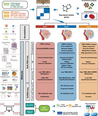 Machine learning-based glycolysis-associated molecular classification reveals differences in prognosis, TME, and immunotherapy for colorectal cancer patients